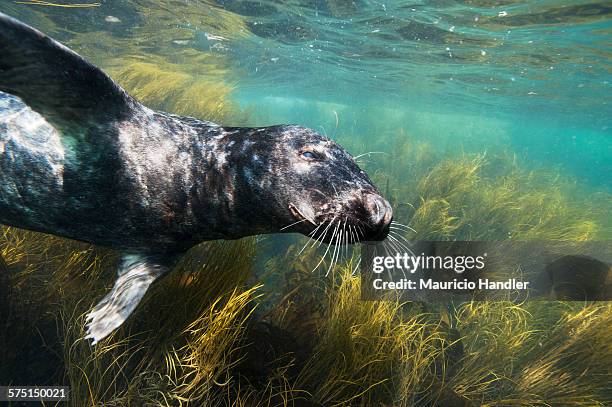 a gray seal swimming underwater off the cornish coast. - gray seal stock pictures, royalty-free photos & images