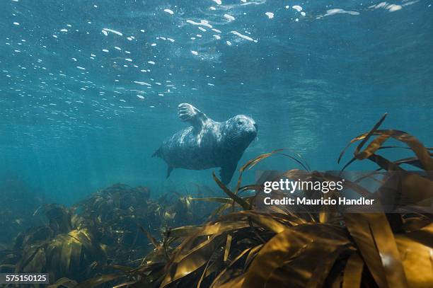 a gray seal swimming underwater off the cornish coast. - kelp stock pictures, royalty-free photos & images