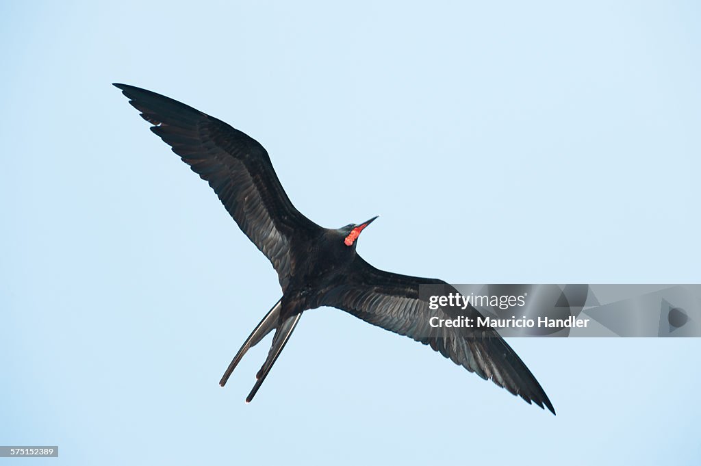 A magnificent frigatebird in flight.