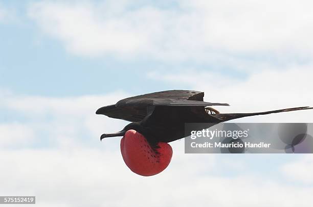 a male magnificent frigatebird, displaying its pouch in flight. - fregata magnifica foto e immagini stock