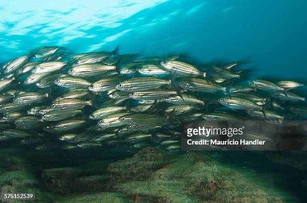 a school of black striped salema, move quickly in a current. - black striped salema fish stock pictures, royalty-free photos & images