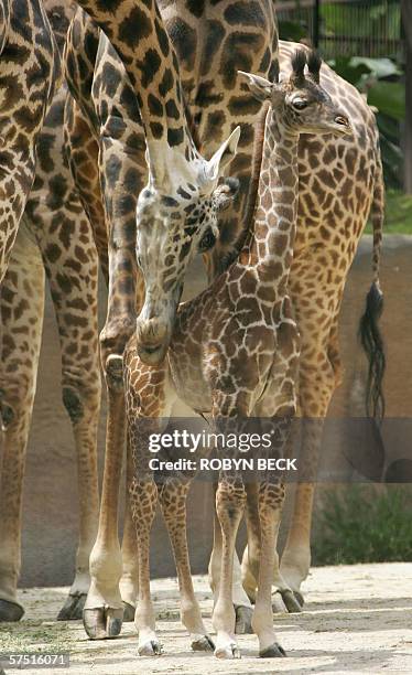 Los Angeles, UNITED STATES: Baby giraffe Raha gets a nudge from his mother Neema as he makes his debut at the Los Angeles Zoo 02 May 2006. The six...