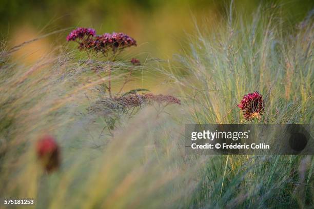 stipa tenuissima, allium and spirea with low light - stipa stock pictures, royalty-free photos & images