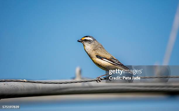 striated pardalote - peta jade stock pictures, royalty-free photos & images