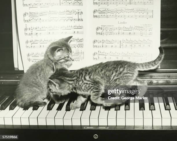 Two kitten playing on piano keyboard, (B&W)