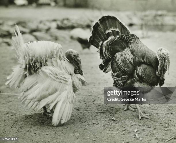 two turkeys walking on ground, (b&w) - ruffling stock pictures, royalty-free photos & images