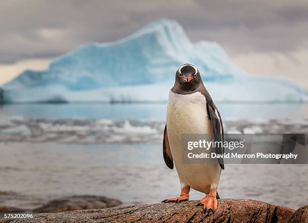 gentoo penguin antarctica - antarctica stockfoto's en -beelden