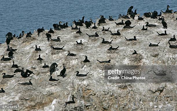 Cormorants hatch eggs on an island in the Bird Island Nature Reserve on May 3, 2006 in Gangcha County of Qinghai Province, China. Surveillance has...
