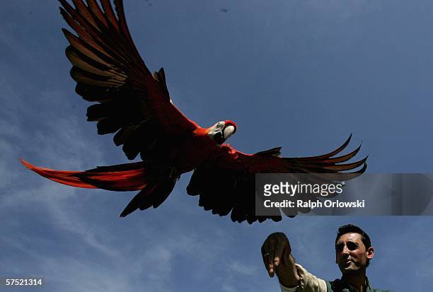 Falconer German Alonso presents a Scarlet Macaw during a show at the Vogelpark Walsrode on May 3, 2006 in Walsrode, Germany. The park, by own account...