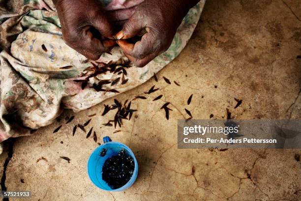 Fane Jalazi, age 68, cleans some flying ants that she has caught, and will eat later on November 10, 2005 in Galufu, Malawi. She has caught them...