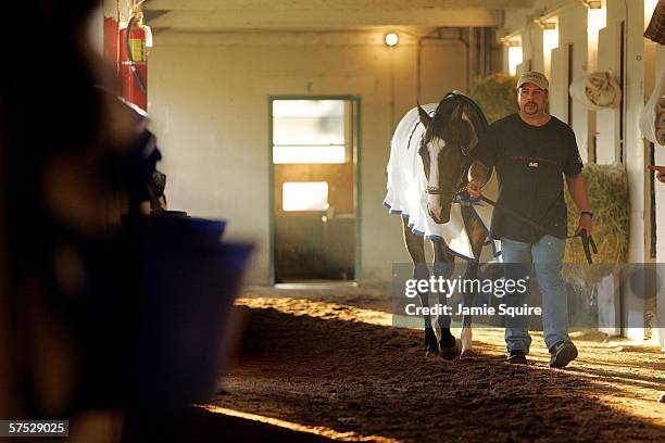 Kentucky Derby horse Sweetnorthernsaint is led on a hot walk in the stables during morning workouts in preparation for the 132nd Kentucky Derby on...