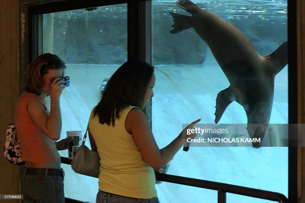 People watch two 10-month-old sea lion p