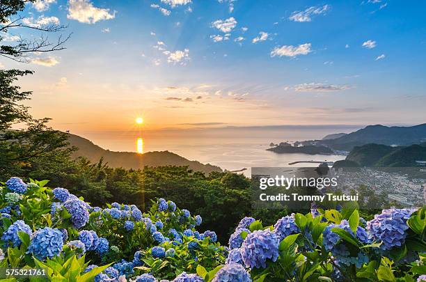 sunset at hydrangea hills - アジサイ ストックフォトと画像