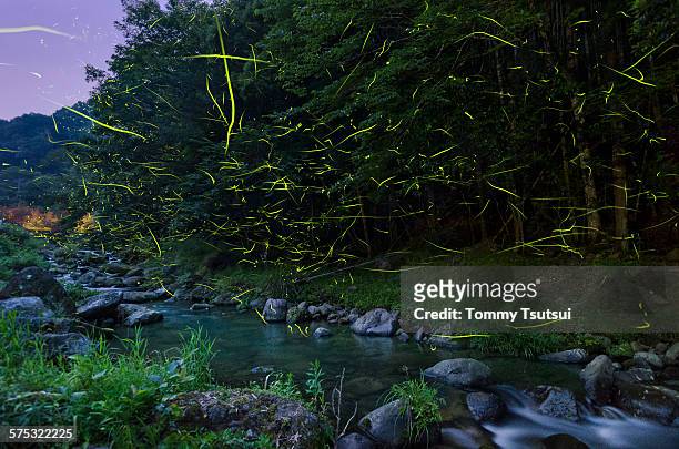 fireflies on the clear stream - izu peninsula stock pictures, royalty-free photos & images