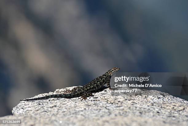 sierra fence lizard - high sierra trail stock pictures, royalty-free photos & images