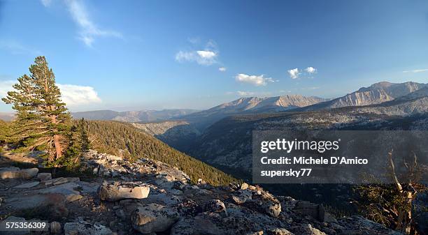 subalpine plateau in the sierra nevada - foxtail pine tree stock pictures, royalty-free photos & images