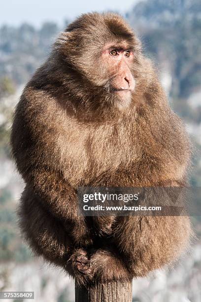 tibetan macaque profile - tibetan macaque stock pictures, royalty-free photos & images