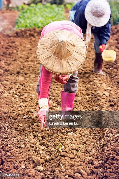 farmer sowing seed of peanut - peanuts field stock pictures, royalty-free photos & images