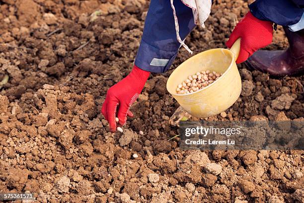 farmer sowing seed of peanut - peanuts field imagens e fotografias de stock