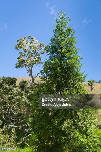 Koe Tree 66 Koa Tree Stock Photos, High-Res Pictures, and Images - Getty Images