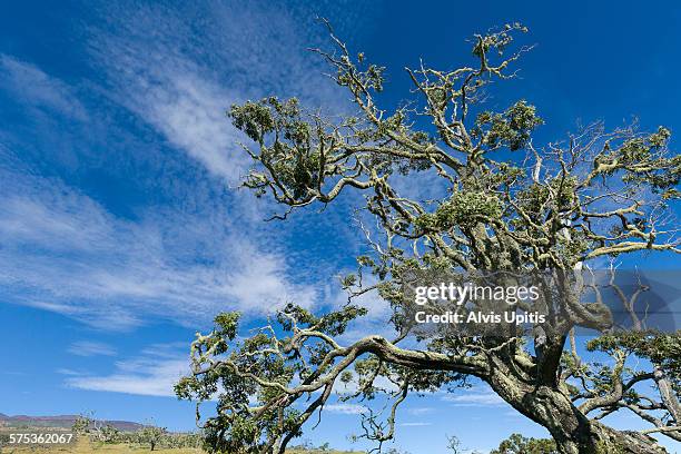 Koe Tree 48 Koa Tree Hawaii Stock Photos, High-Res Pictures, and Images - Getty ...