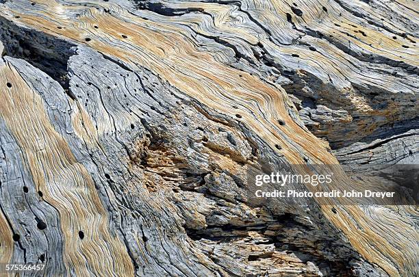 patterns in photographer jeffrey pine - pinus jeffreyi stock pictures, royalty-free photos & images