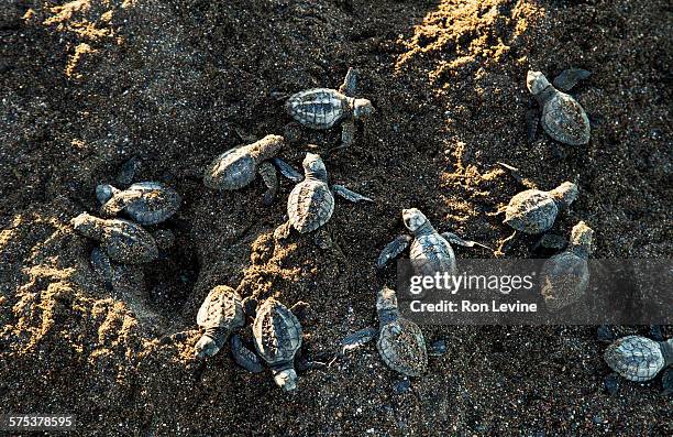 olive ridley sea turtles on the beach - pacific ridley turtle stock pictures, royalty-free photos & images