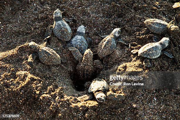 olive ridley sea turtles on the beach - 尼科亞半島 個照片及圖片檔