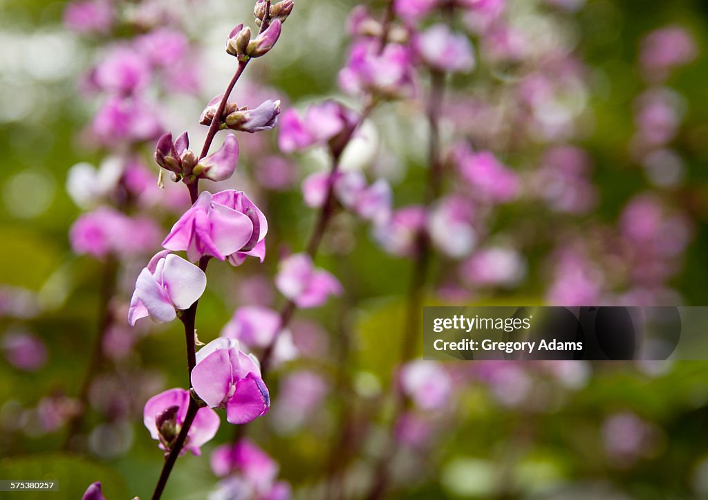 Hyacinth bean blossoms