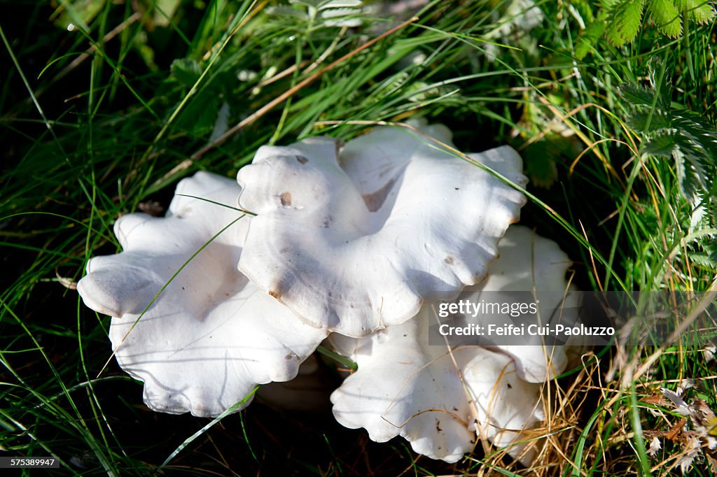 Giant leucopax at Brjanslaekur Westfjords Iceland