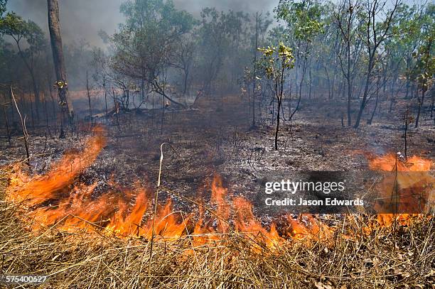 searing flames burn through tropical grasslands and open woodland. - kontrolliertes abbrennen stock-fotos und bilder