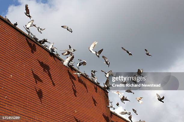 flock of pigeons - flapping wings stock pictures, royalty-free photos & images