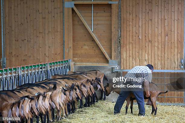 1,023 Goat Breeding Stock Photos, High-Res Pictures, and Images - Getty ...