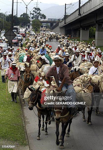 Un grupo de arrieros con sus mulas cargadas de productos agricolas y alimentos para los desplazados por la violencia, llegan a Medellin, departamento...