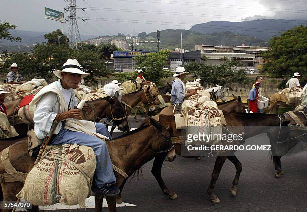 Un grupo de arrieros con sus mulas cargadas de productos agricolas y alimentos para los desplazados por la violencia, llegan a Medellin, departamento...