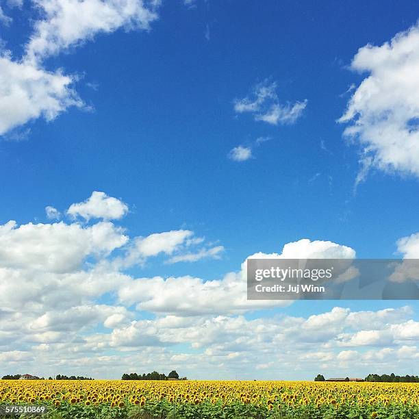 best of the month - kansas sunflowers stock pictures, royalty-free photos & images