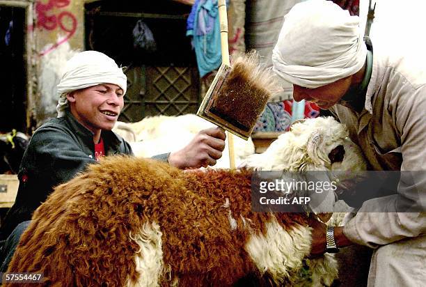 Two Egyptian boys brush their sheep before selling it to a client ahead of the ucoming Eid al-Adha at the el-Basatein market, which specializes in...