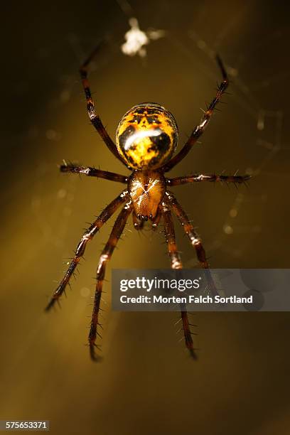 false widow spider - false widow spider stock pictures, royalty-free photos & images