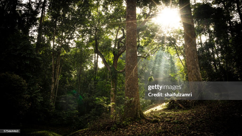 Beautiful green forest