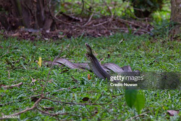Parascoping Snakes Mating Snakes Fotografรญas e imรกgenes de stock - Getty Images