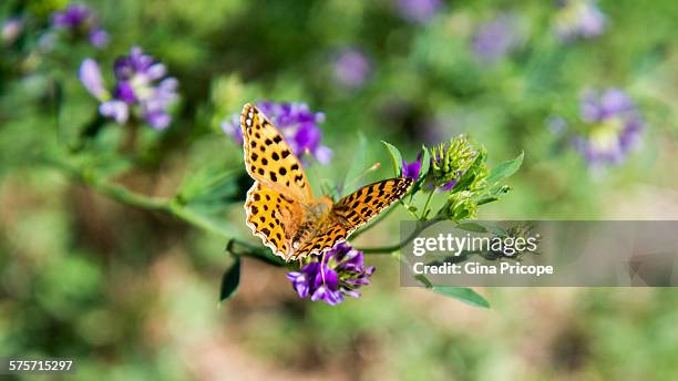 view of an issoria lathonia butterfly, south tyrol - queen of spain fritillary butterfly stockfoto's en -beelden