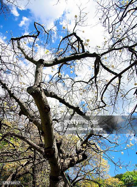 ceiba speciosa tree in palermo, italy - ceiba speciosa stock pictures, royalty-free photos & images