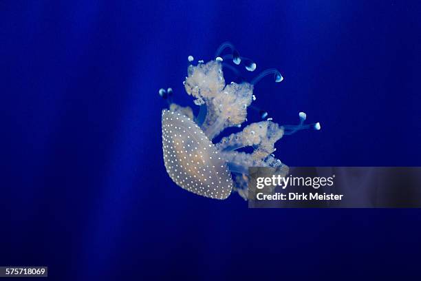 jellyfish under water - upside down jellyfish bildbanksfoton och bilder