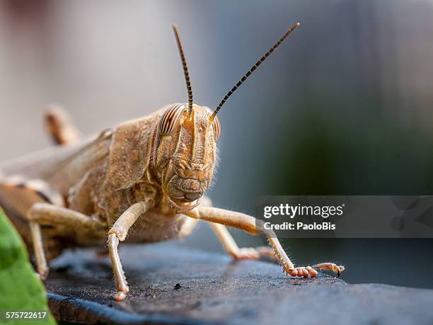 egyptian locust, anacridium aegyptium,veneto italy - desert locust stock pictures, royalty-free photos & images