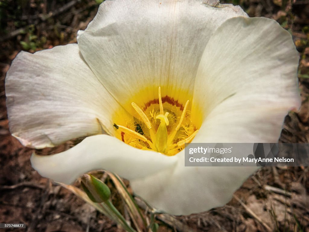 Mariposa lily