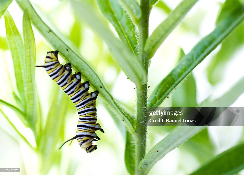 Monarch caterpillar hanging from milkweed leaf