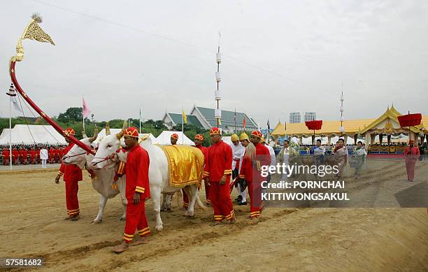 Thai Brahman plough using royal oxen during the ploughing ceremony in Bangkok, 11 May 2006. The Thai royal court soothsayer predicted less rain water...