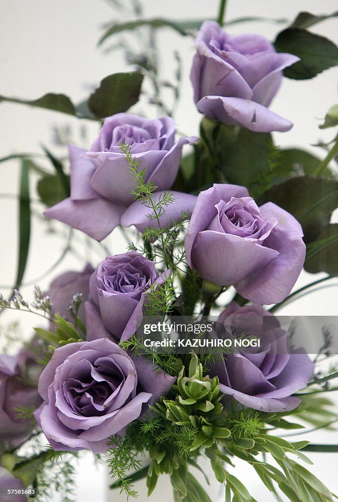 Japan Blue Roses The world's first
