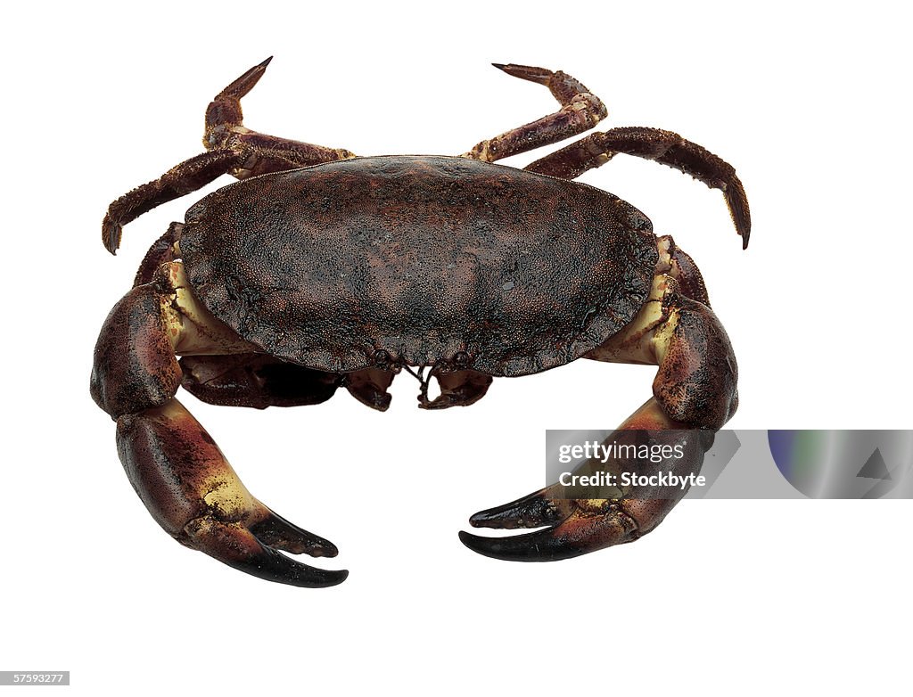 Sea crab