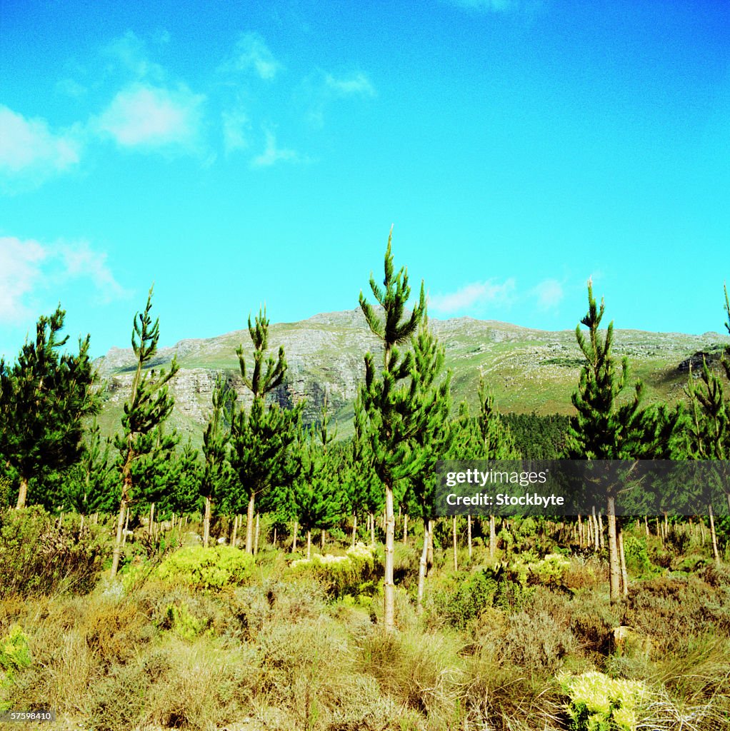 A dense forest